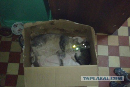 Котовторник: Кошки и ягнёнок