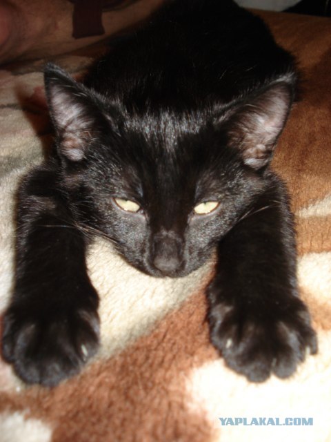 Котовторник (14.02.2012)