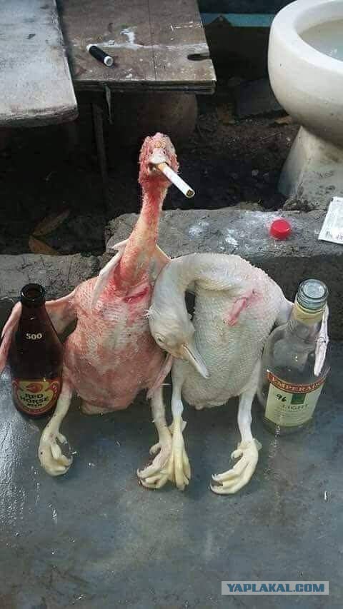 Хенде Хох, петушары