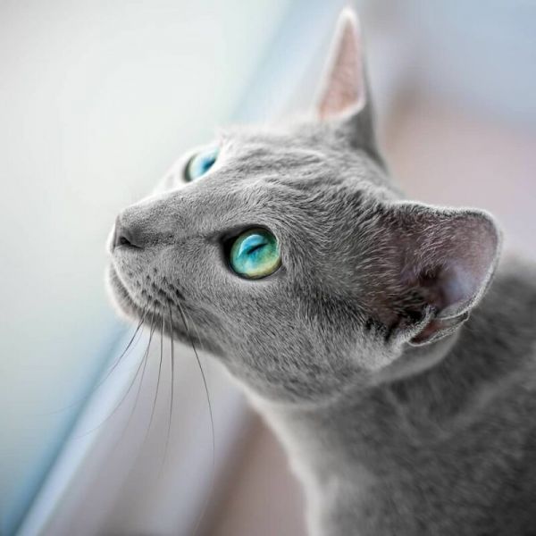 Забавные фото котеек