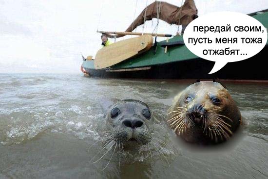 Фотожаба: Испуганый морской котик