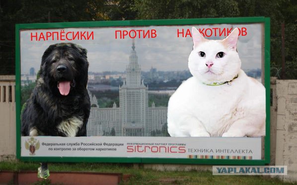 Фотожаба: Интеллект против наркотиков