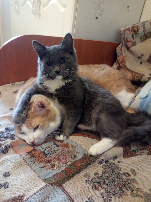 Котовторник 14.09.2021