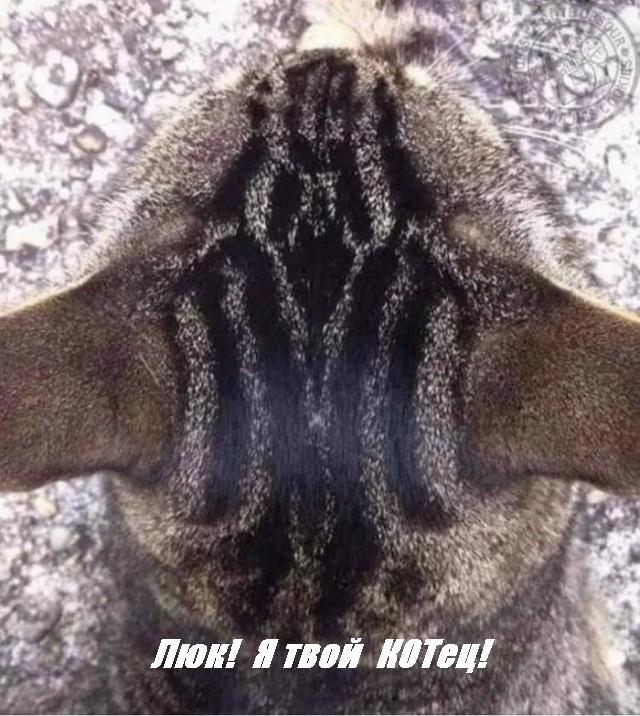 Весёлый полтишок 26.09