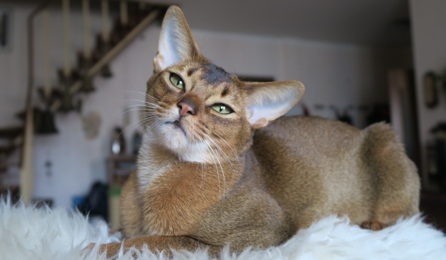 Не только котовторник, а еще и Всемирный день кошек!