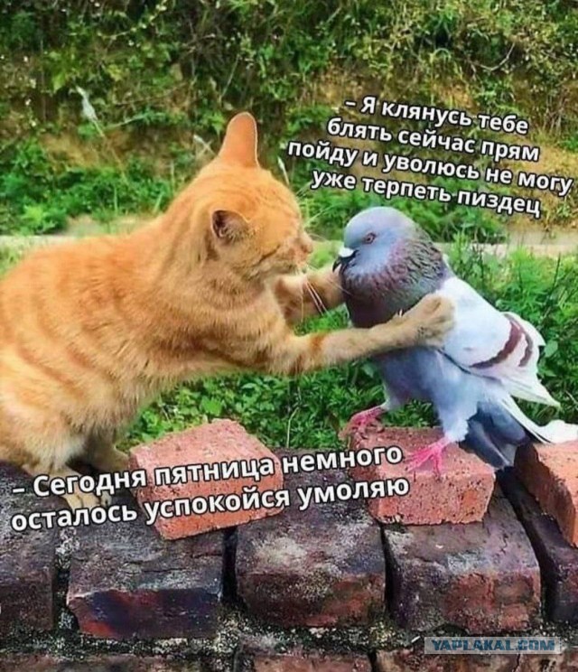 Никакие картинки и такие же тексты