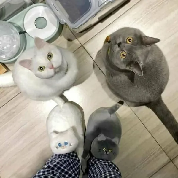 ФотоВинегрет