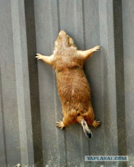 Растабацька.