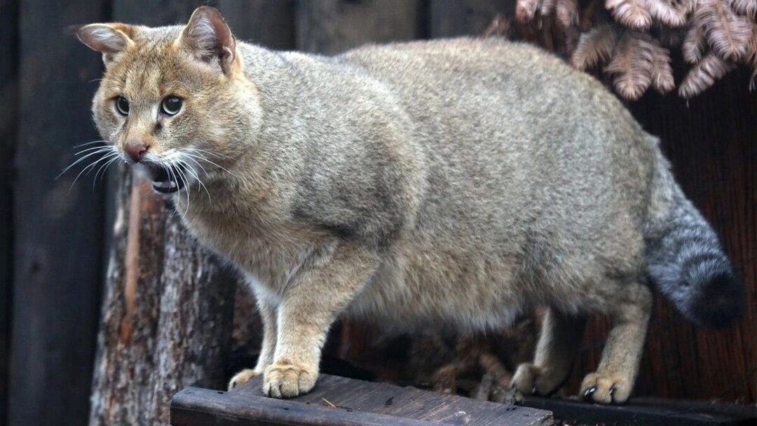 Откуда взялись кошки?