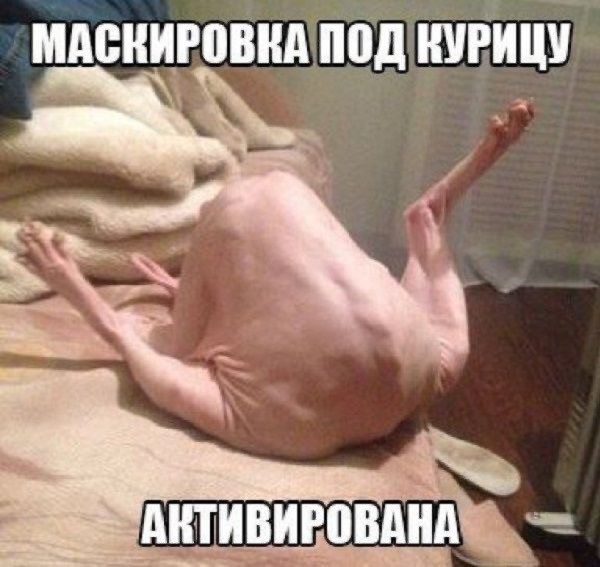 Случайный камуфляж животных