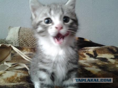Коты и время