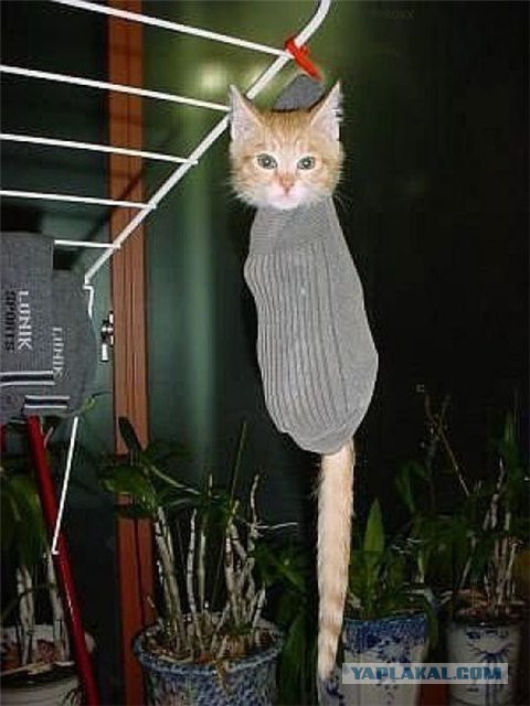 Раскорячило!
