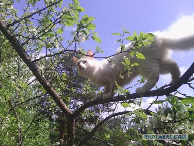 Жена взяла кошку на дачу