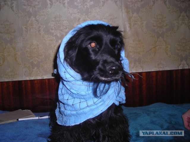 Когда я ем, я глух и нем