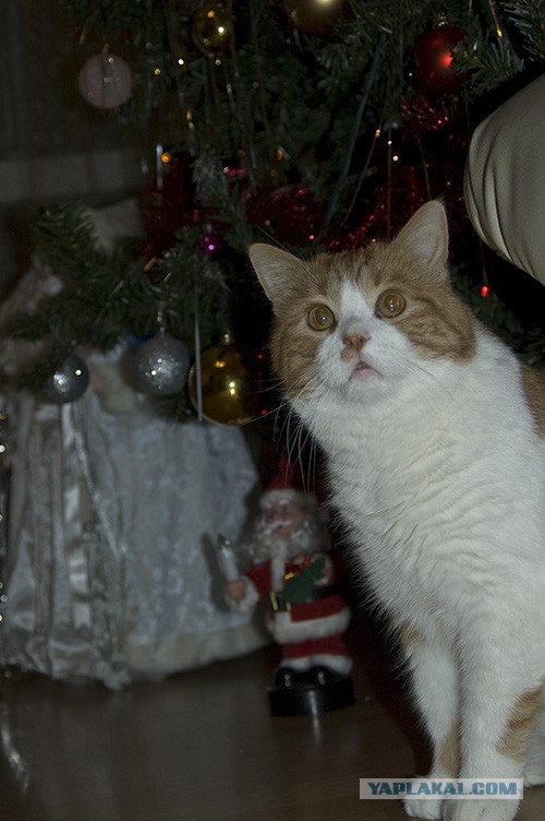 Котовторник