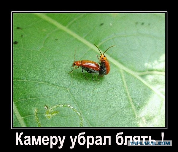 Выпускников, занимающихся любовью сняли на видео