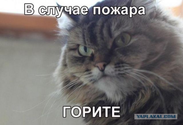 Прикольные коты
