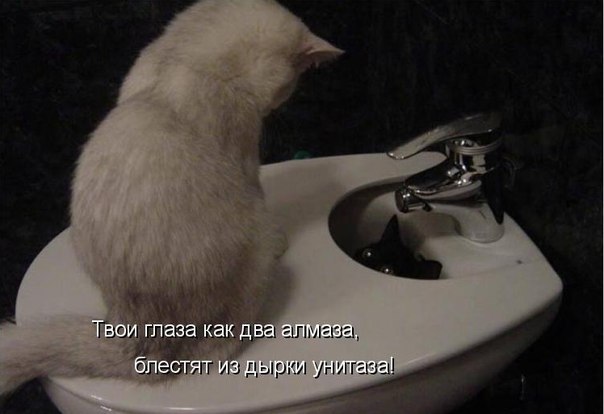 Картинки и демотиваторы