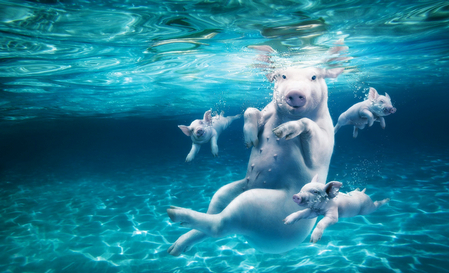 Главком ВМС Украины: "Украинские подводные силы должны стать элитой ВМС"