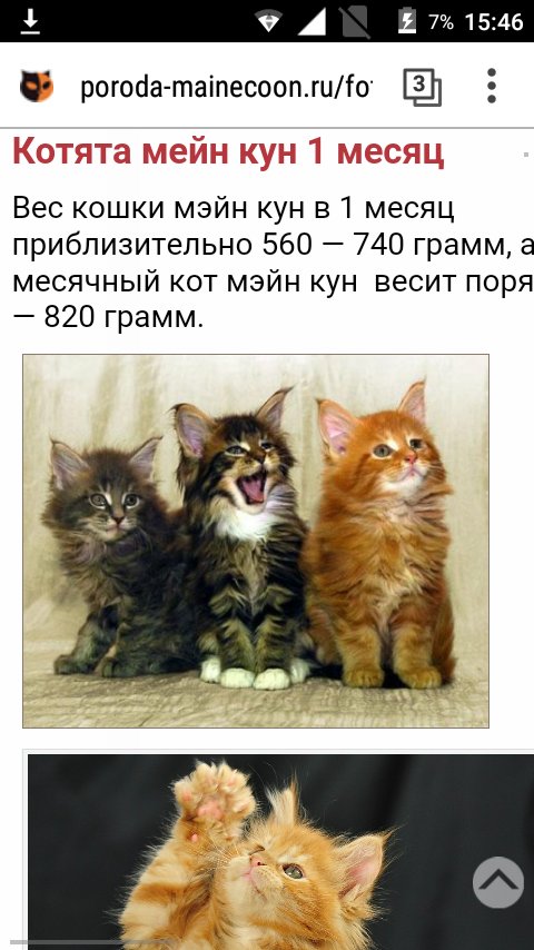 Пр корма для кошек. Рассуждения