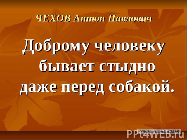 Этот порвался, несите следующего - в Мадриде бык порвал тореадора