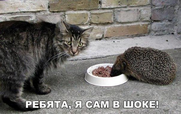 150 картинок для поднятия настроения!