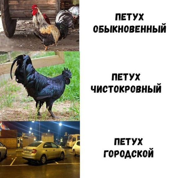 Нестандартный юмор