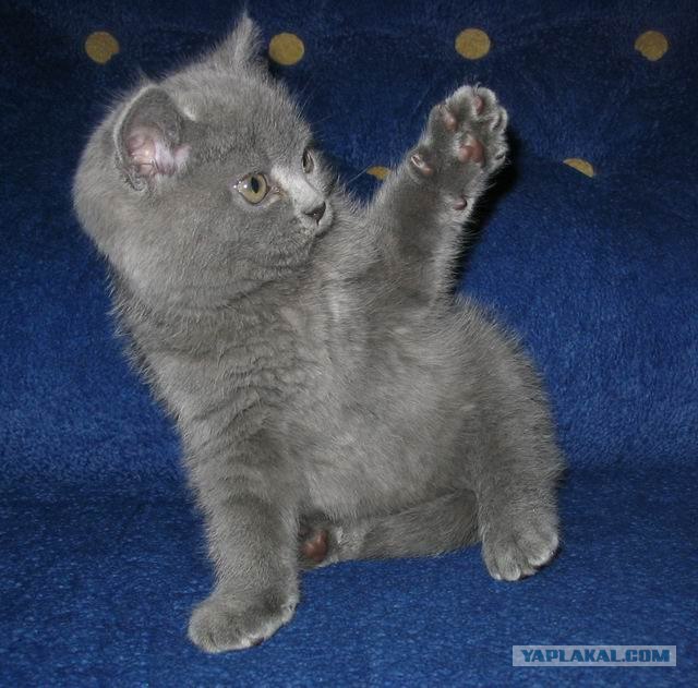 Котовторник на ЯПлакалъ 08.07.2008
