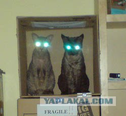 Кошак в шоке