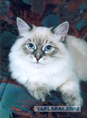 Котовторник на ЯПлакалъ