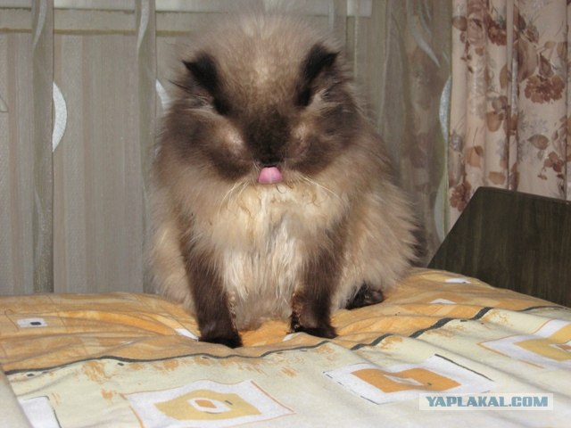 Котовторник. А как же?!