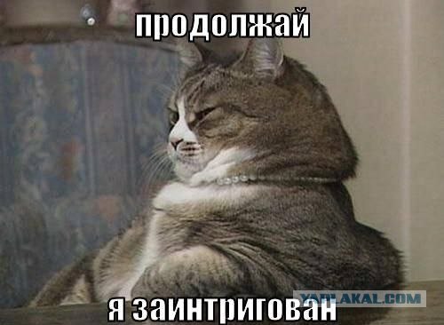 Котовторник