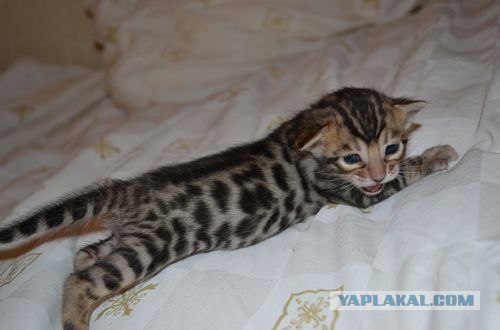 Котовторник на середину июня