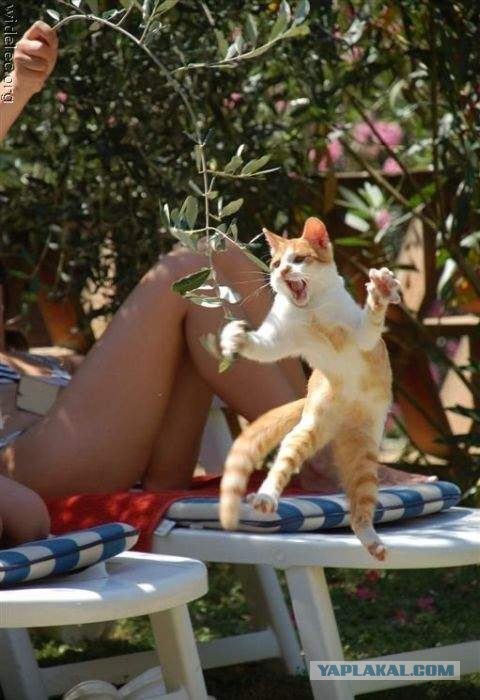 Состоятельный котовторник