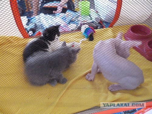 Сонный Котовторник