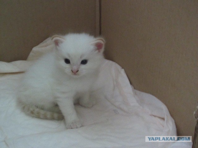 Котовторник (15.05.2012)