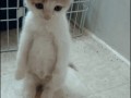 Котовторник на 26.06.12