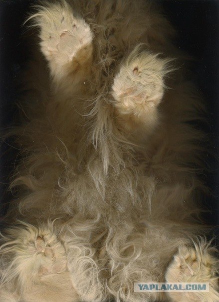 Котовторник  4.09.12