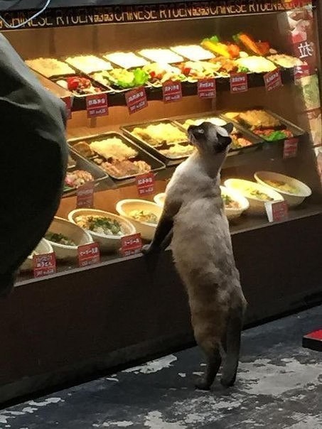 Прикольных котов пост