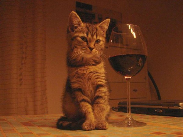 Алкоты