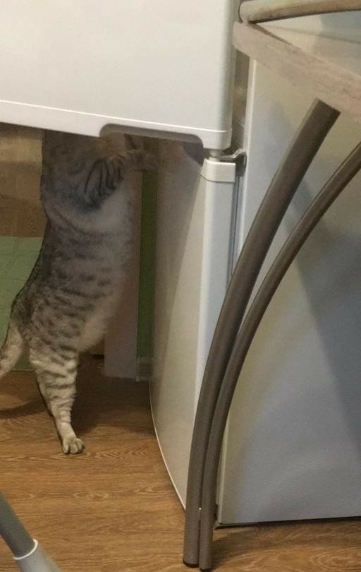 85 сантиметров кота