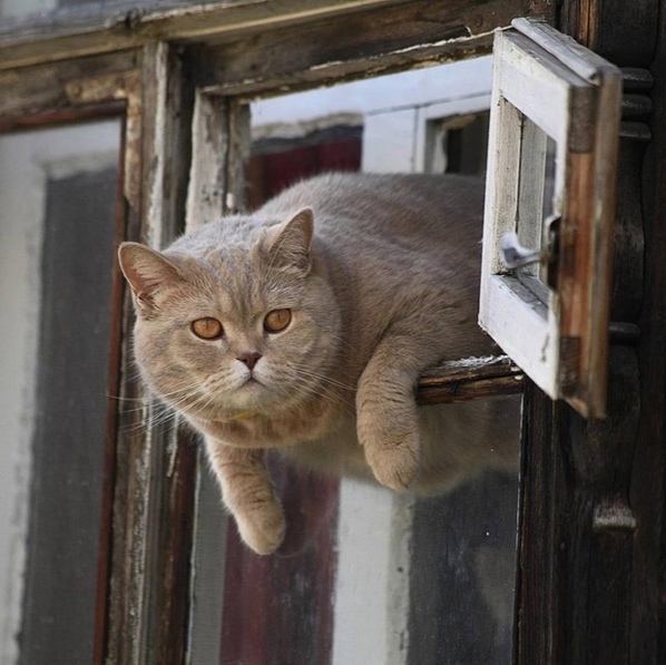 Эти забавные животные