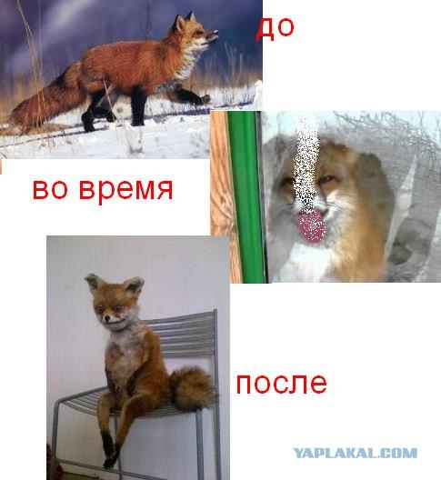 Таксидермия + наркомания