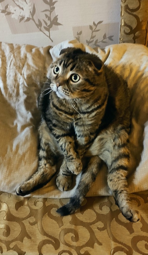Ну, поехали в котоввторник!