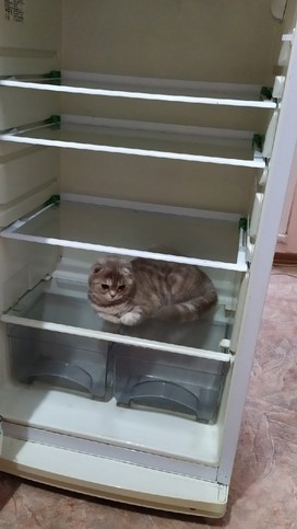 А ваши котейки че счас делают?