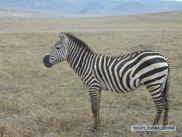 AFRICA - (Эфиопия,Кения,Танзация) 4-16 ноября 2011