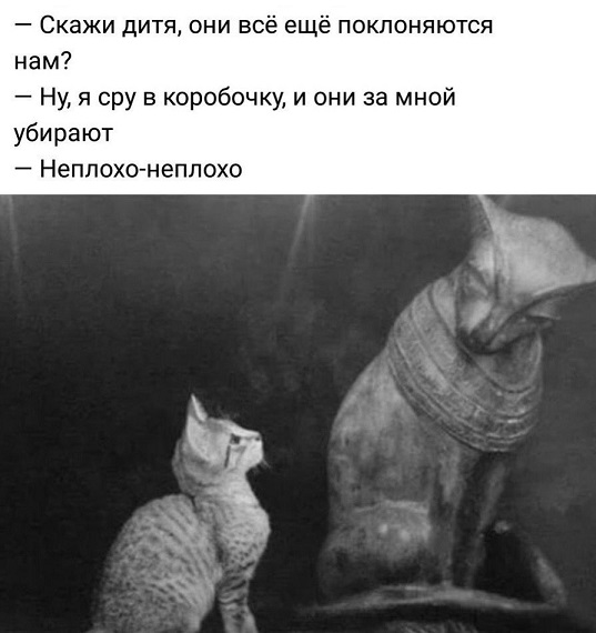 Показывайте кота!