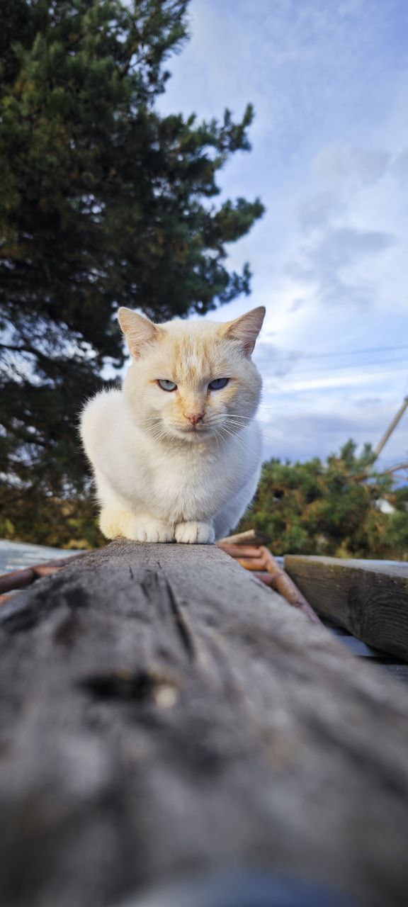 Котовторник. Где коты? Мой вот!