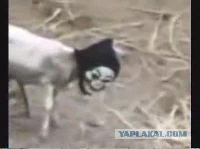 Розыгрыш в стиле фильма Звонок