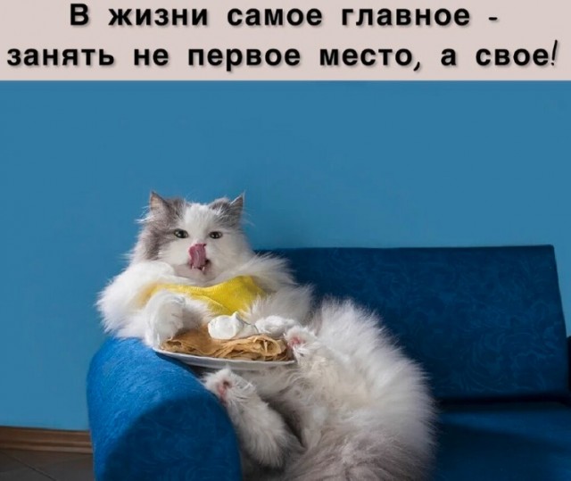 К котовторнику: подборка картинок-баянов с котиками и про котиков. Выпуск 24.